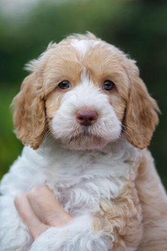 Australian labradoodle pup gefokt door Orange Aussie Doodles