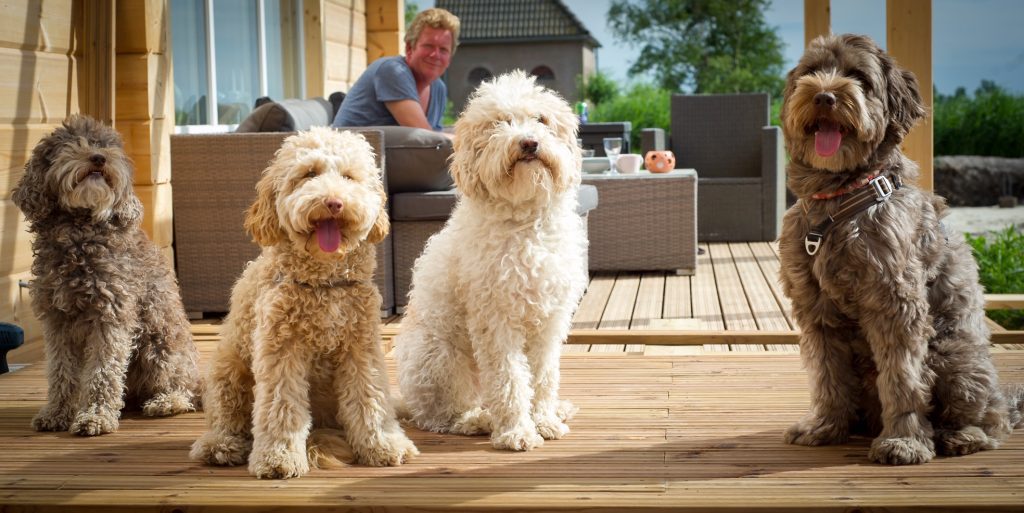 Australian Labradoodles van Orange Aussie Doodles